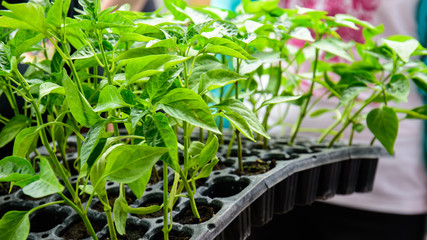 Pepper Seedlings