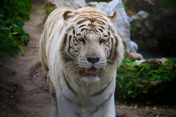 Face to face with white Bengal tiger. Bengal tiger portrait close up