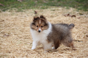 Running Through Hay