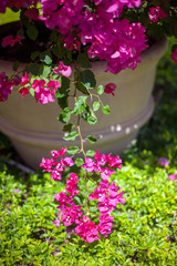 Bougainvillea plant over nature background, beautiful pink flowers