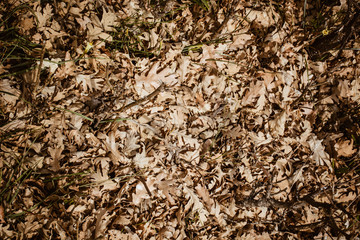 Texture, background, seamless pattern. This is useful for designers. bark of tree. Outside, above the timber, piece of trunks, stems and roots of woody plants