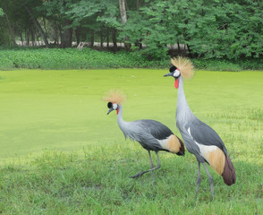 Crowned Crane (Balearica pavonia)