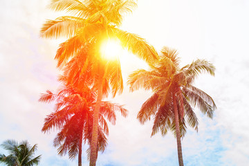 Sun Through Palm Trees Jungle Landscape Tropical