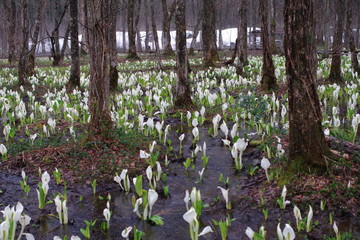 Obraz premium 秋田県 刺巻湿原 水芭蕉 群生地