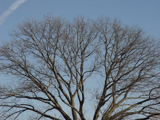 Bare tree branches in winter