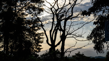 Fototapeta na wymiar Silhouette of Trees