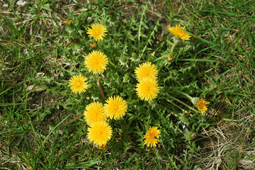 close up on dandelion growing in lawn