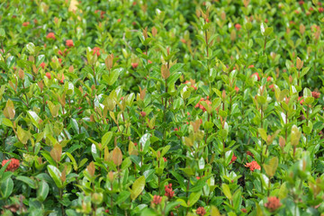 Treetop of christina leaves, selective focus