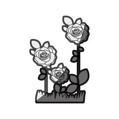 monochrome silhouette roses planted with leaves and pasture vector illustration