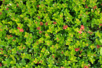 Treetop of spike flower, selective focus