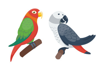 Cartoon tropical parrot wild animal bird vector illustration wildlife feather zoo color nature vivid.