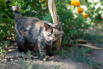 Naklejka na ściany i meble Rustic cat on a background of bushes with flowers