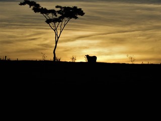 O sol se pondo atrás da vaca.