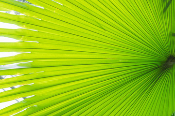 Line and texture of green palm leaves