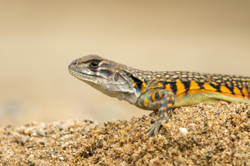 Image of Butterfly Agama Lizard (Leiolepis Cuvier) on the sand. Reptile Animal
