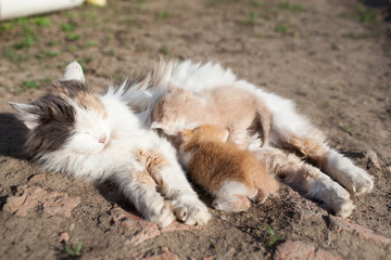 Rustic cat feeds milk from their red kitten lying on the ground