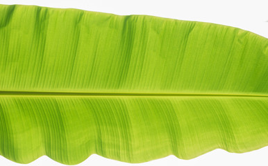 Texture background of banana leaf