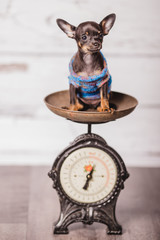 little chihuahua puppy on the weight
