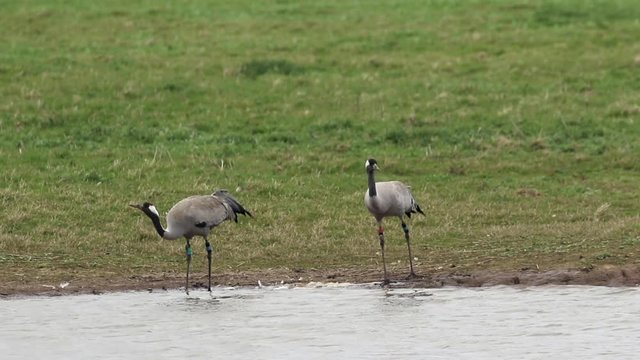 Two Common crane drinking (Grus grus), or Eurasian crane at WWT Slimbridge.