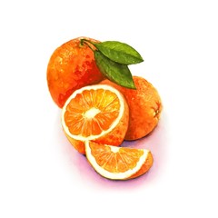 Still life of ripe oranges closeup. Watercolor illustration isolated on white background, handmade in the Botanical style.