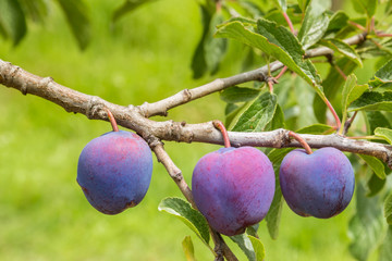 closeup of prune plums ripening on plum tree