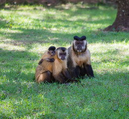 Family of Capuchin monkeys