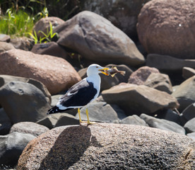 Seagull eating a fish