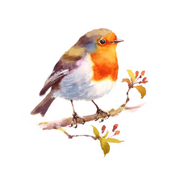 Watercolor Bird Robin on the Branch Hand Drawn Illustration isolated on white background