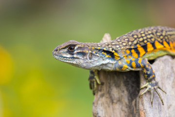 Image of Butterfly Agama Lizard (Leiolepis Cuvier) on nature background. . Reptile Animal