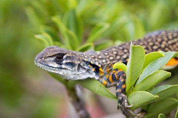 Image of Butterfly Agama Lizard (Leiolepis Cuvier) on nature background. . Reptile Animal