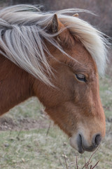 Wild Ponies 