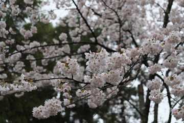 桜