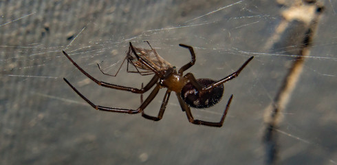 araña