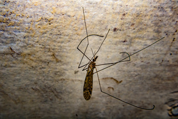insecto