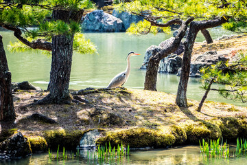 Lonely Egret