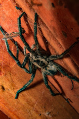 araña