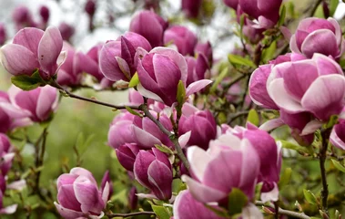 Tuinposter Magnolia magnolia