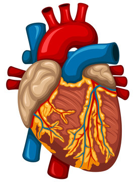 Vector illustration of a human heart.
