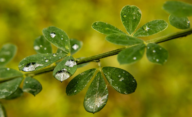 flor