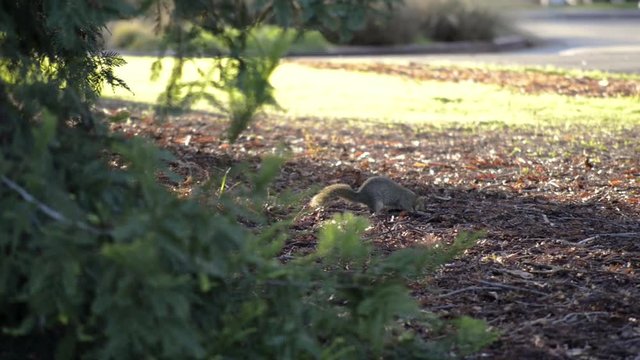 A Fox Squirrel searching the ground for food near dusk, bikes going by on a path in the background