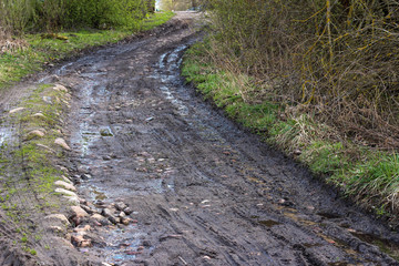 Forest road in the village