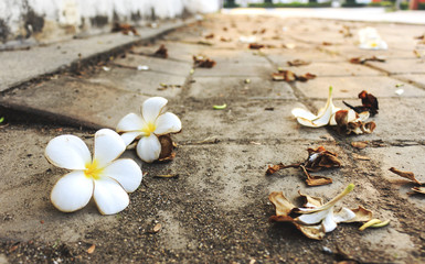 leelawadee flower on road with soft-focus in the background. over light