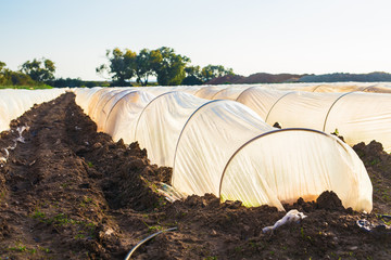 greenhouses in country garden in spring