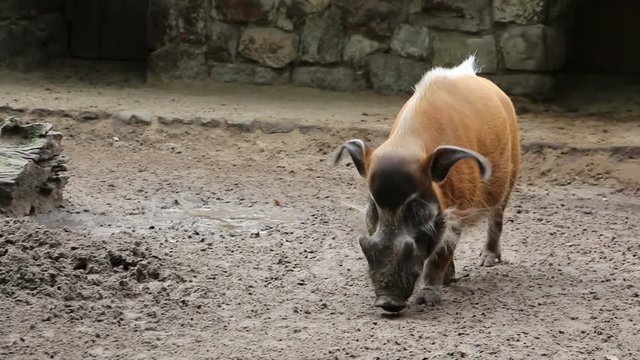 Bearded pig walk in cycles