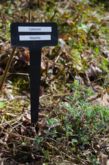 Catmint with identification tag