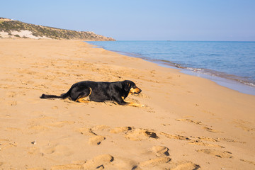 Dog alone on smooth wet beach sand looking out to sea