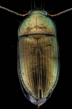 Dorsal view of a woodboring beetle