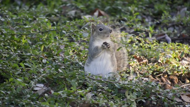 Close up shot of a Fox Squirrel chewing and eating a seed among some vegetation on the ground.