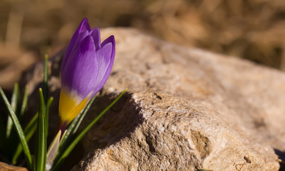 Raindrops on crocuses close-up.