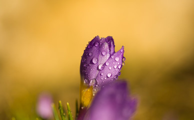 Raindrops on crocuses close-up.